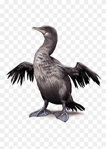 Flightless bird Penguin Flightless cormorant, Water bird, animals, fauna, flight png thumbnail