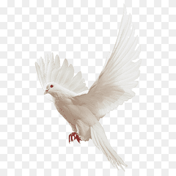white dove, Homing pigeon Columbidae Religious Studies: Philosophy of Religion and Ethics, Pigeon Pigeon material, png Material, white, animals png thumbnail