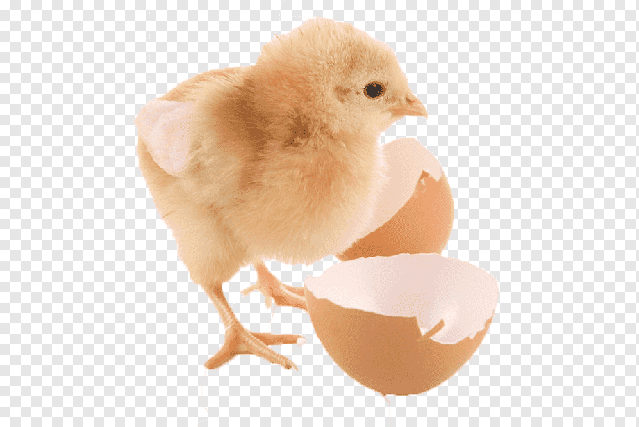 Egg born