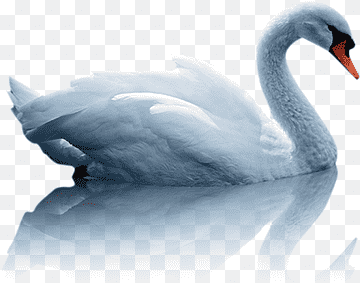 swan, white, swan, inverted image png thumbnail