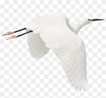 Bird Heron White stork Egret, White Crane, white, technic, black White png thumbnail