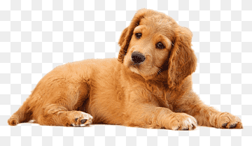 Perro marrón mediano, perro mascota cachorro gato, perro, animales, carnivoran, perro como mamífero png thumbnail