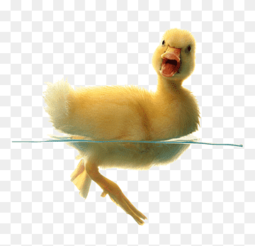 Indian Runner duck Cygnini Baby Ducks Bird, duck, child, animals, chicken png thumbnail