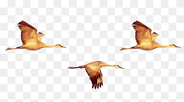 Duck Bird Crane Swan goose, Geese fly, insects, fauna, wildlife png thumbnail