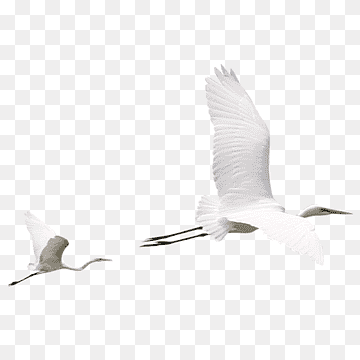 Beak Water bird Crane Egret, Bird, animals, fauna, bird png thumbnail