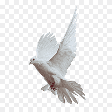 white dove, Rock dove Homing pigeon Bird Columbidae Flight, pigeon, animals, fauna, feather png thumbnail