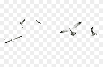 Gulls Bird Scape, Bird, animals, fauna, preview png thumbnail