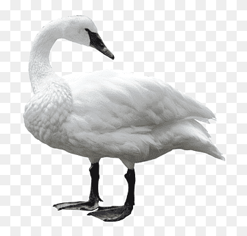 Swan, Swan, animals, presentation, fauna png thumbnail
