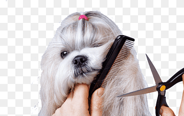 aseo de mascotas, arte de mascotas, cuidado de mascotas, peine del pelo del animal doméstico png thumbnail