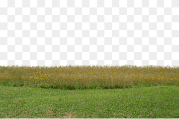 pastizales pastizales pastos, pastos, hierba, agricultura, granja png thumbnail