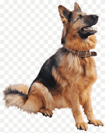 Dog, Dog 6, animals, carnivoran, dog Like Mammal png thumbnail