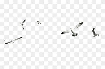 Gulls Bird Encapsulated PostScript, gull, animals, fauna, bird png thumbnail