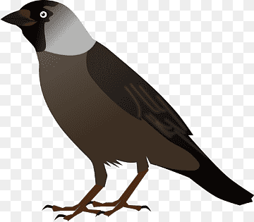 A History of British Birds: By the Rev. F. O. Morris ... Crows Asian koel, meadow, animals, fauna, cartoon png thumbnail