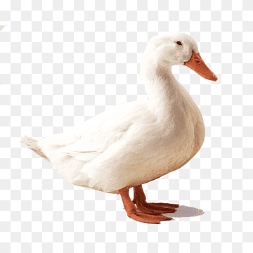 white duck, American Pekin Duck Bird Mallard Goose, duck, animals, fauna, donald Duck png thumbnail