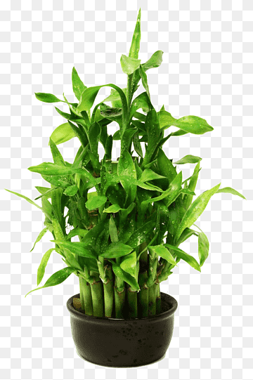 Lucky bamboo graphy, Lucky Bamboo potted graphy, leaf Vegetable, grass, lucky png thumbnail