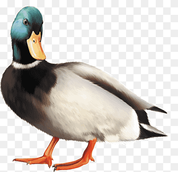 Mallard Duck Bird graphy, duck, animals, fauna, bird png thumbnail