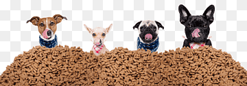 perro cachorro mascota sentado comida para mascotas, comida para perros, comida, animales, carnivoran png thumbnail