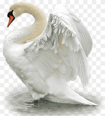 Mute swan Bird Duck Goose Mallard, Bird, animals, painting, cygnini png thumbnail