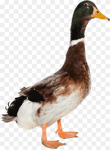 Mallard Goose Duck, Duck, image File Formats, animals, fauna png thumbnail
