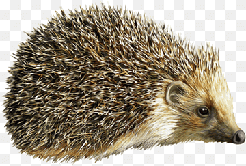 erizo, mamífero, animales, fauna png thumbnail