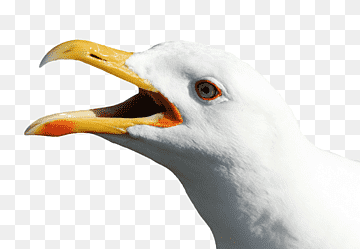Gulls Bird, gull, animals, fauna, falcon png thumbnail