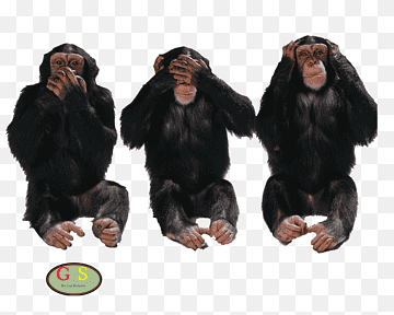 Tres sabios monos estados unidos verdad mentira idea, diversos, mamífero, Estados Unidos, religión png thumbnail