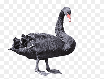 Black swan Bird, A black swan, png Material, animals, black Hair png thumbnail