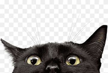 veterinario de mascotas gato grapher, seguimiento, animales, gato como mamífero, carnivoran png thumbnail