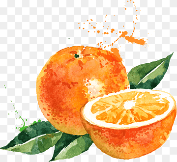 Watercolor painting Drawing Orange Illustration, orange, natural Foods, food, citrus png thumbnail