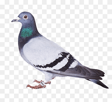 Bird Spikes Homing pigeon Columbidae Bird Problems, pigeon, animals, fauna, feather png thumbnail
