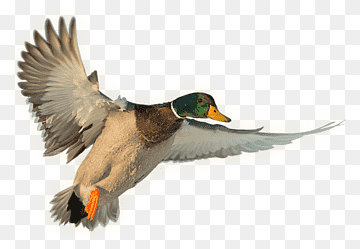 Mallard Duck Water bird Anseriformes Hunting, duck, animals, fauna, wildlife png thumbnail