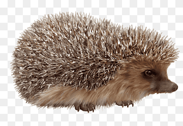 erizo domesticado erizo europeo, lindo erizo, mamífero, animales, mascota png thumbnail