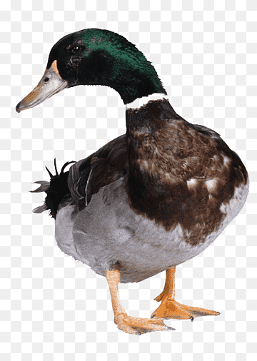 Duck Hunt American Pekin Goose Cygnini, Free duck buckle, free Logo Design Template, animals, fauna png thumbnail