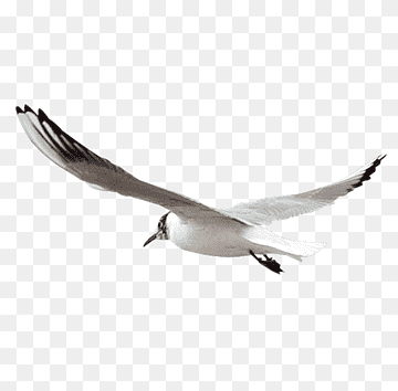 Gulls Bird, seagulls, animals, fauna, desktop Wallpaper png thumbnail
