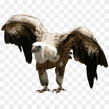Eagle Vulture Beak Feather Wildlife, eagle, animals, fauna, wildlife png thumbnail